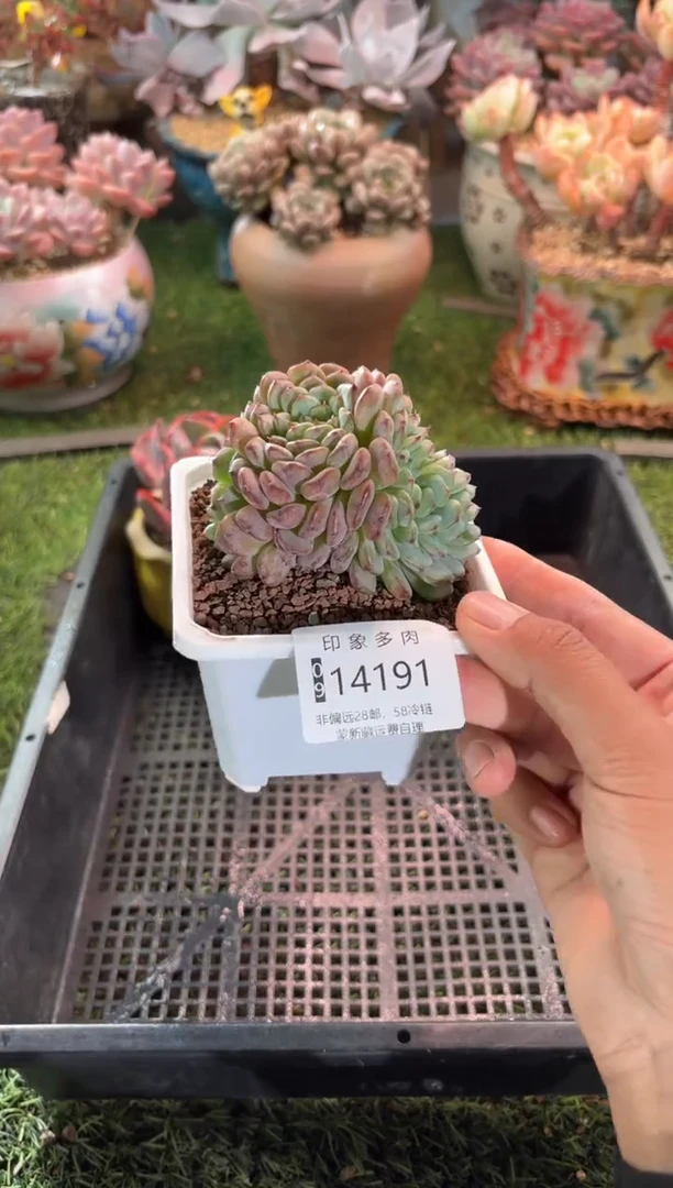 【闪购商品】14191