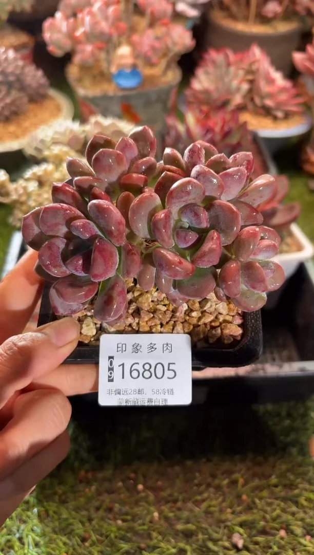 【闪购商品】16805