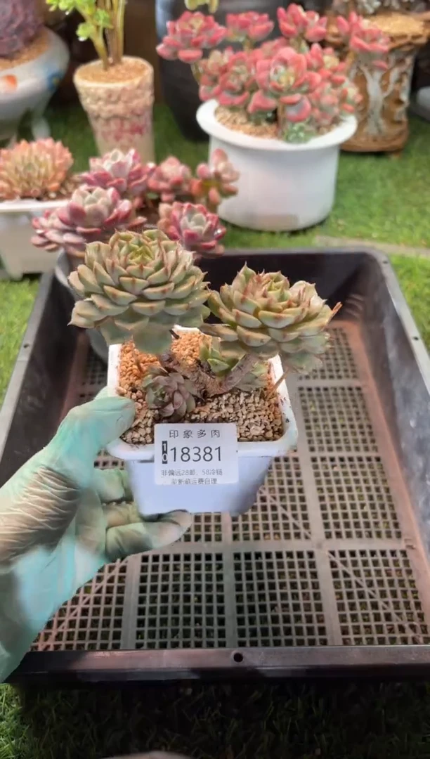 【闪购商品】18381