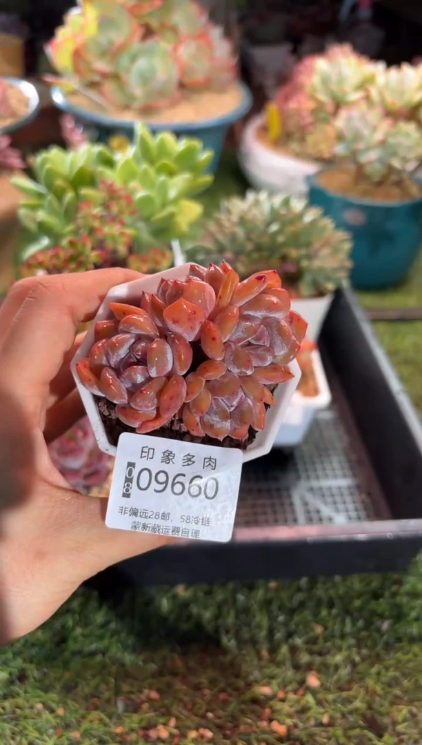 【闪购商品】09660