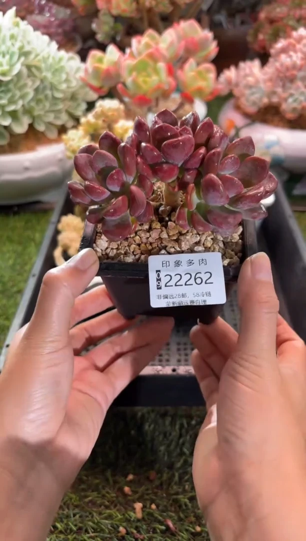 【闪购商品】22262