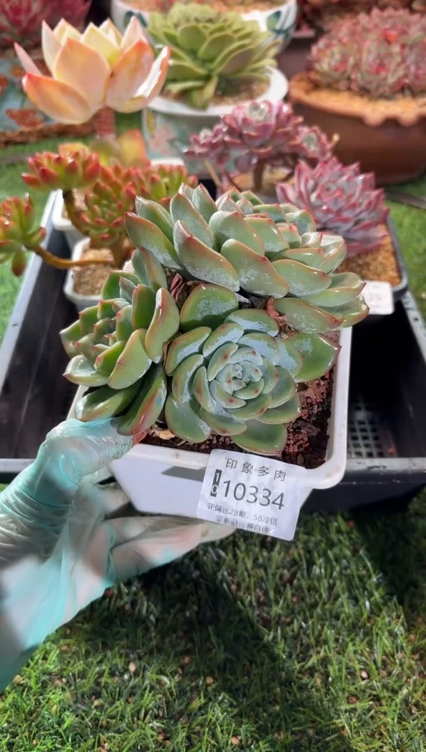 【闪购商品】10334