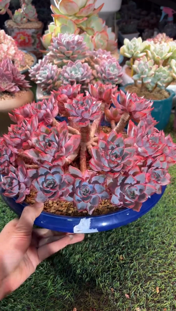 【闪购商品】09547带盆土发物流