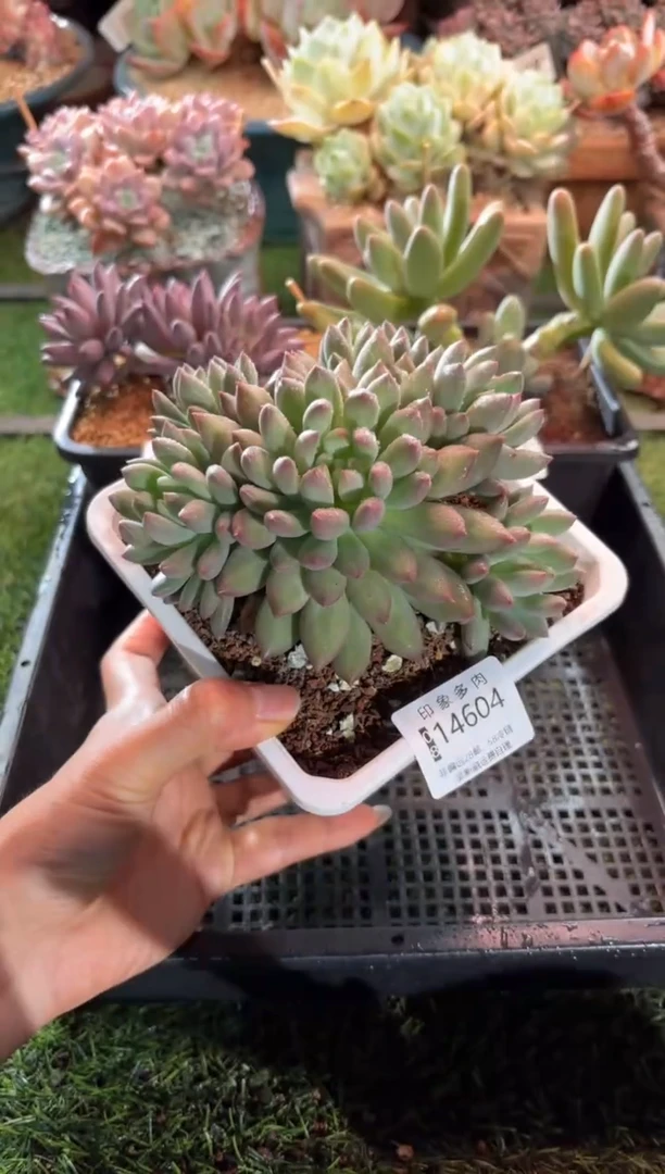 【闪购商品】14604