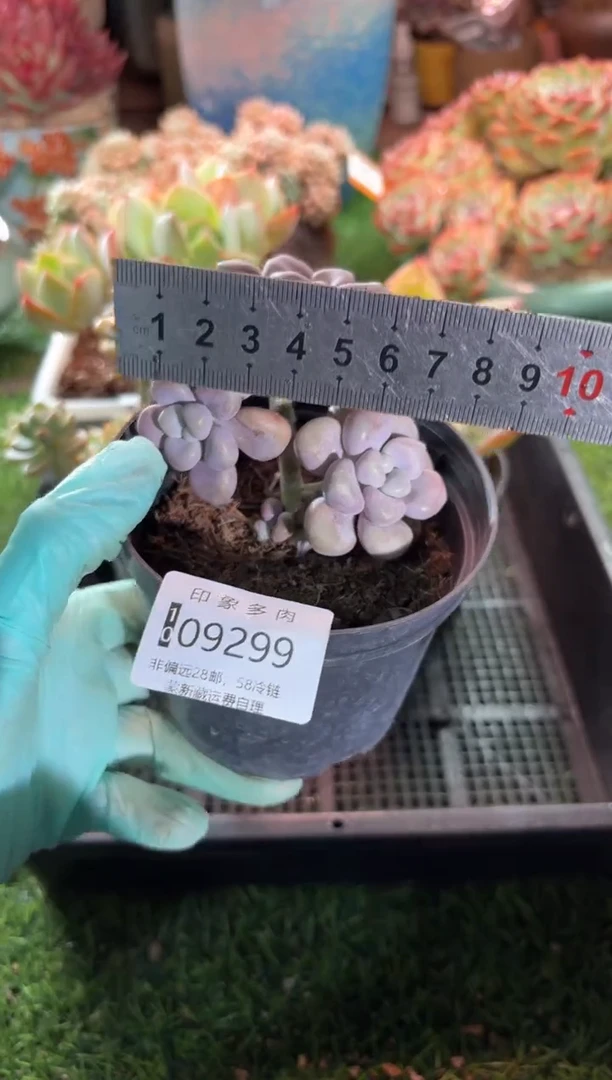 【闪购商品】09299