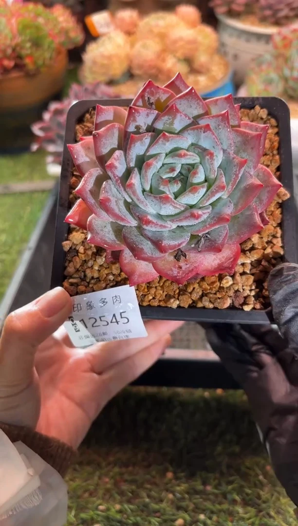 【闪购商品】12545