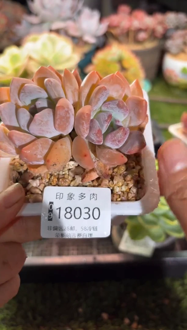 【闪购商品】18030