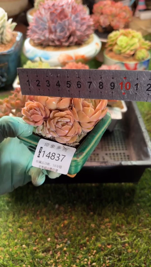 【闪购商品】14837