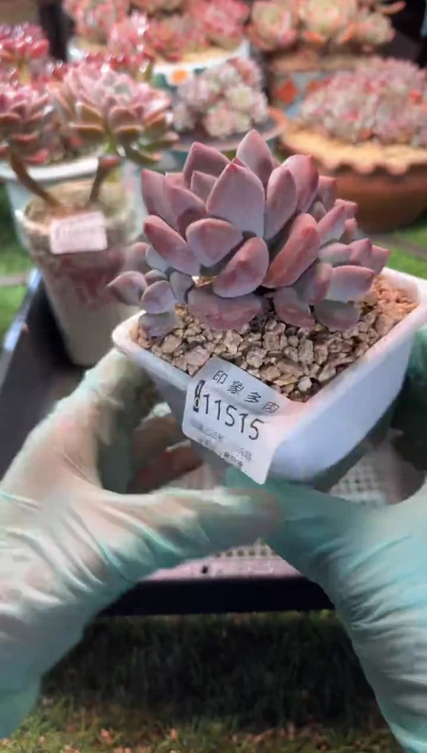 【闪购商品】11515