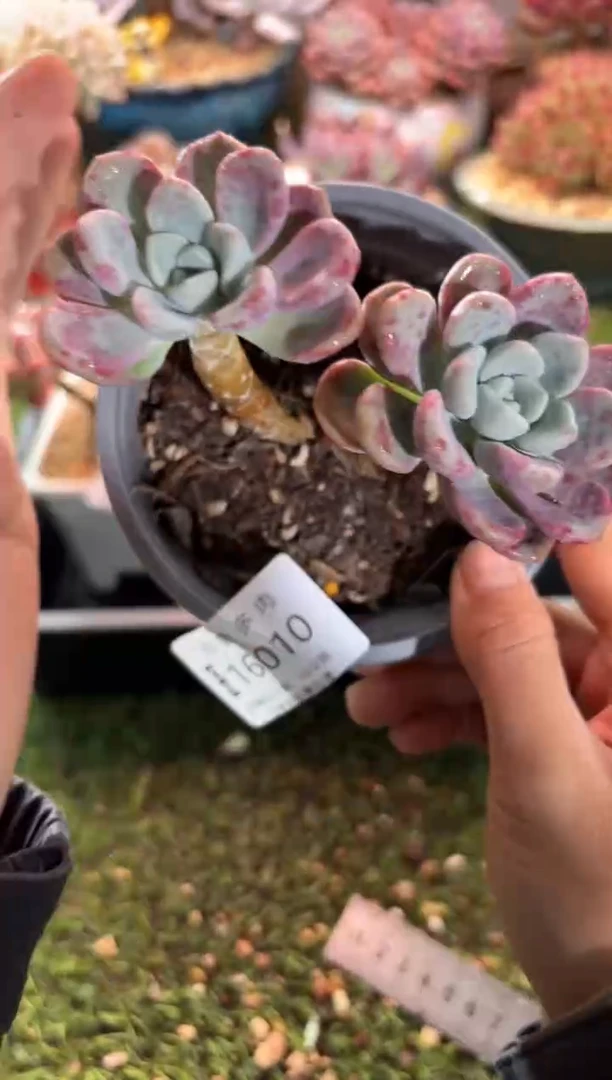 【闪购商品】16010