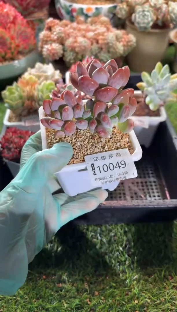 【闪购商品】10049