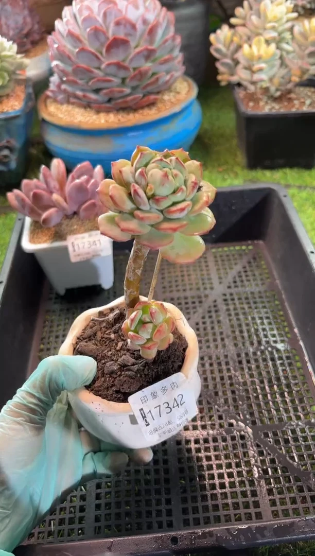 【闪购商品】17342