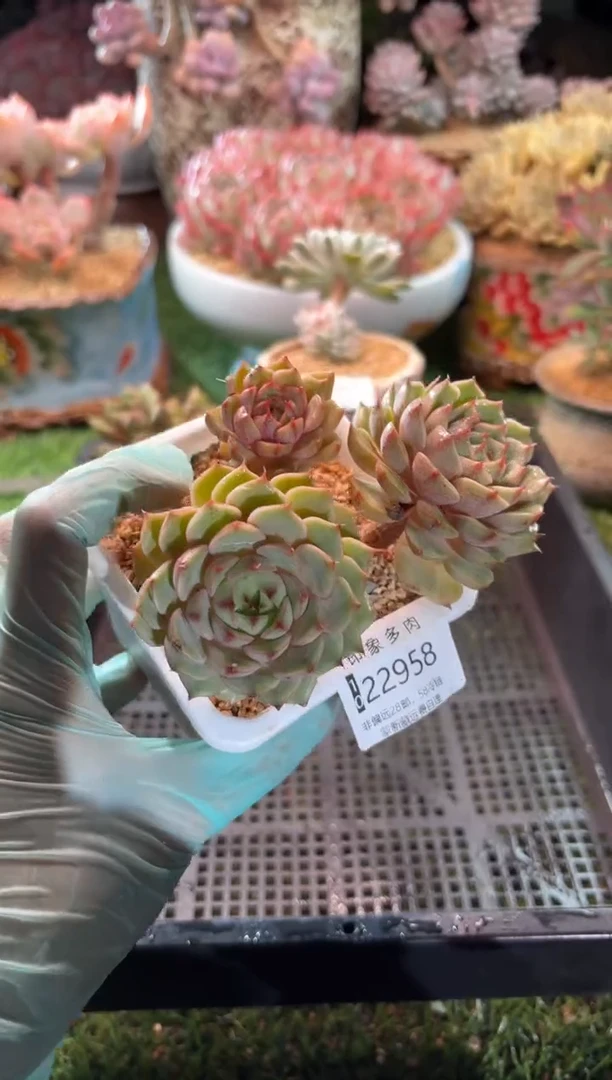 【闪购商品】22958