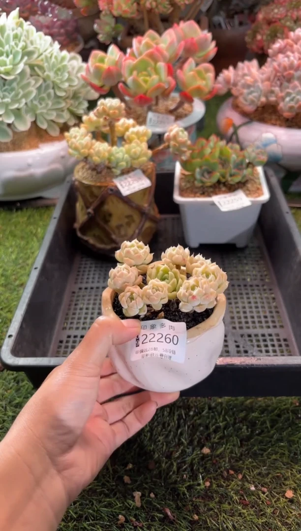 【闪购商品】22260