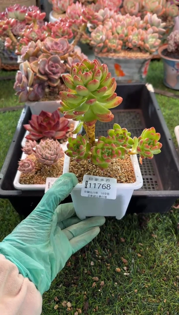 【闪购商品】11768