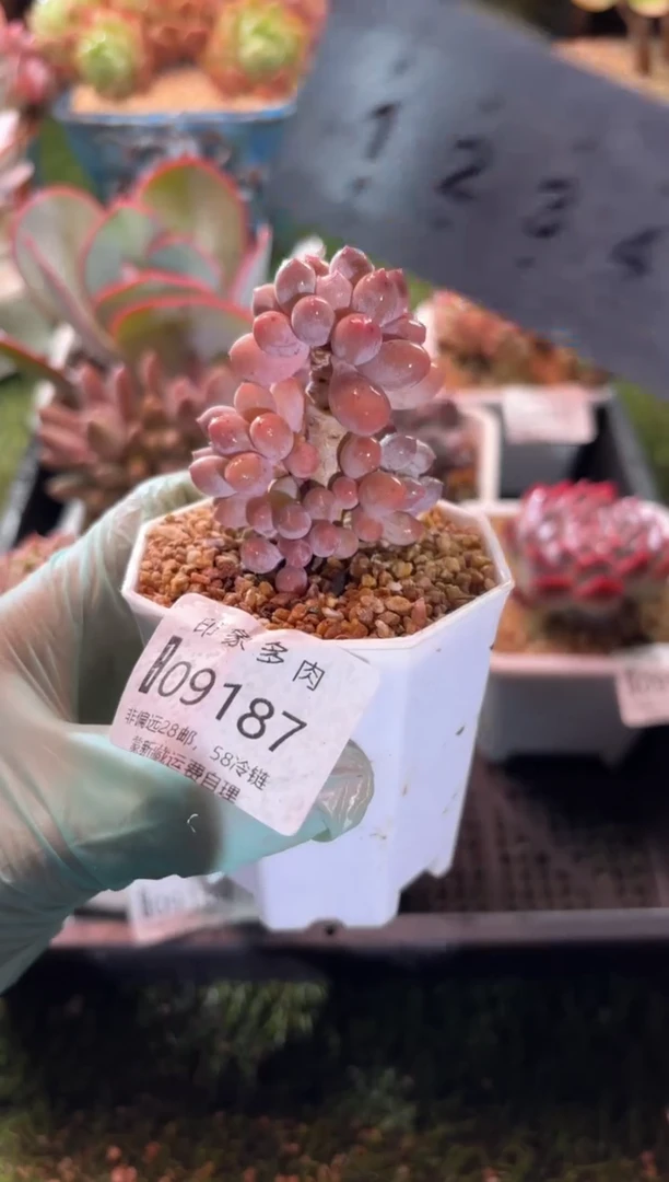 【闪购商品】09187