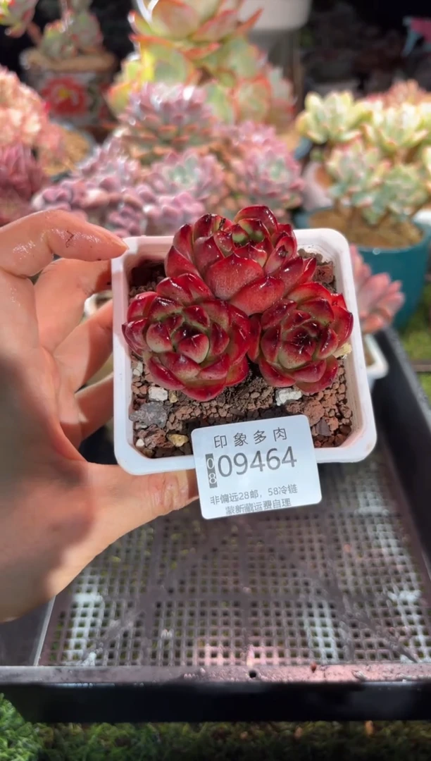 【闪购商品】09464