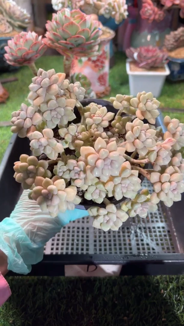 【闪购商品】03564