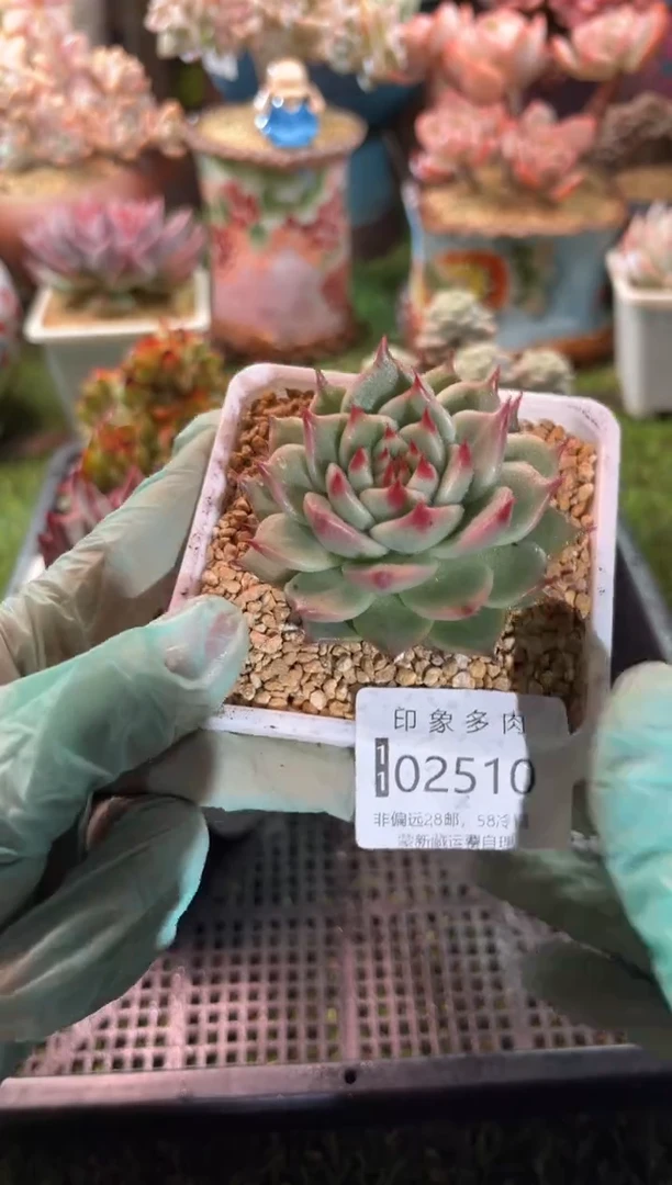 【闪购商品】02510