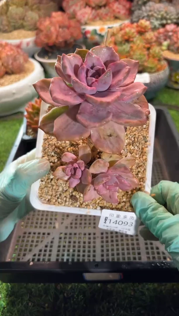 【闪购商品】14093