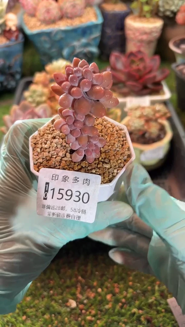 【闪购商品】15930