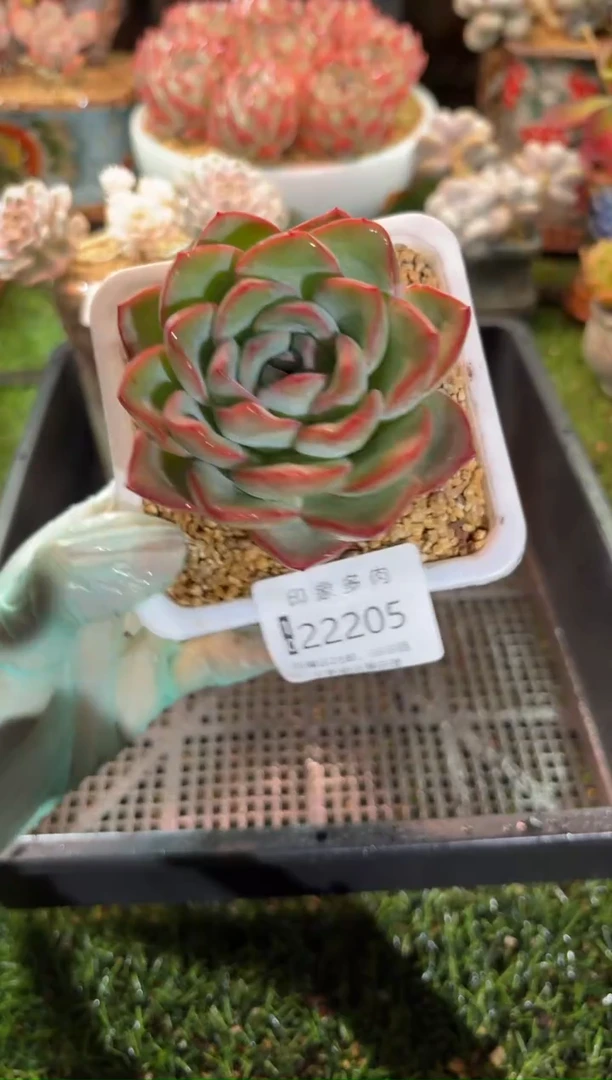 【闪购商品】22205