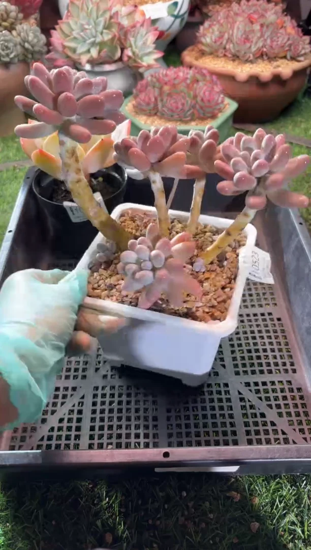 【闪购商品】10523