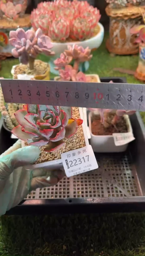 【闪购商品】22317