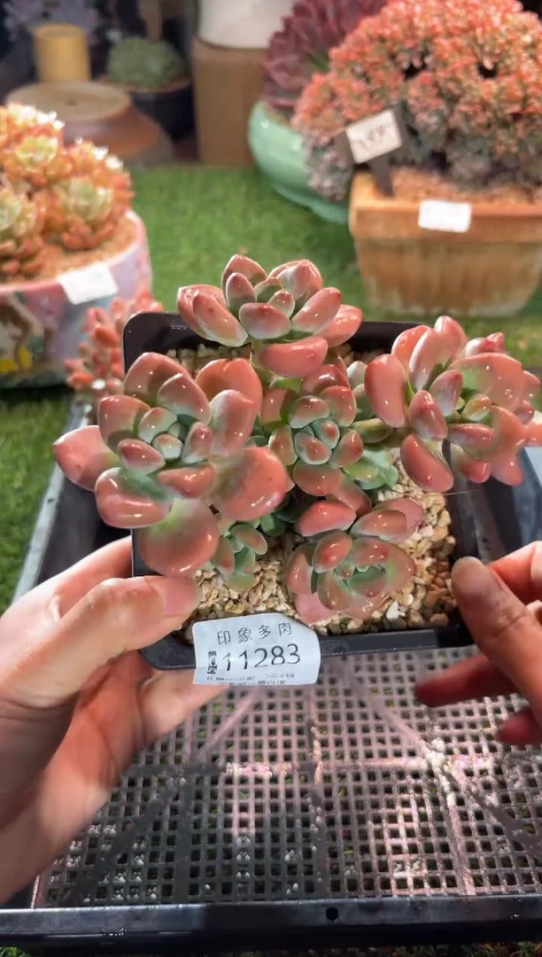 【闪购商品】11283