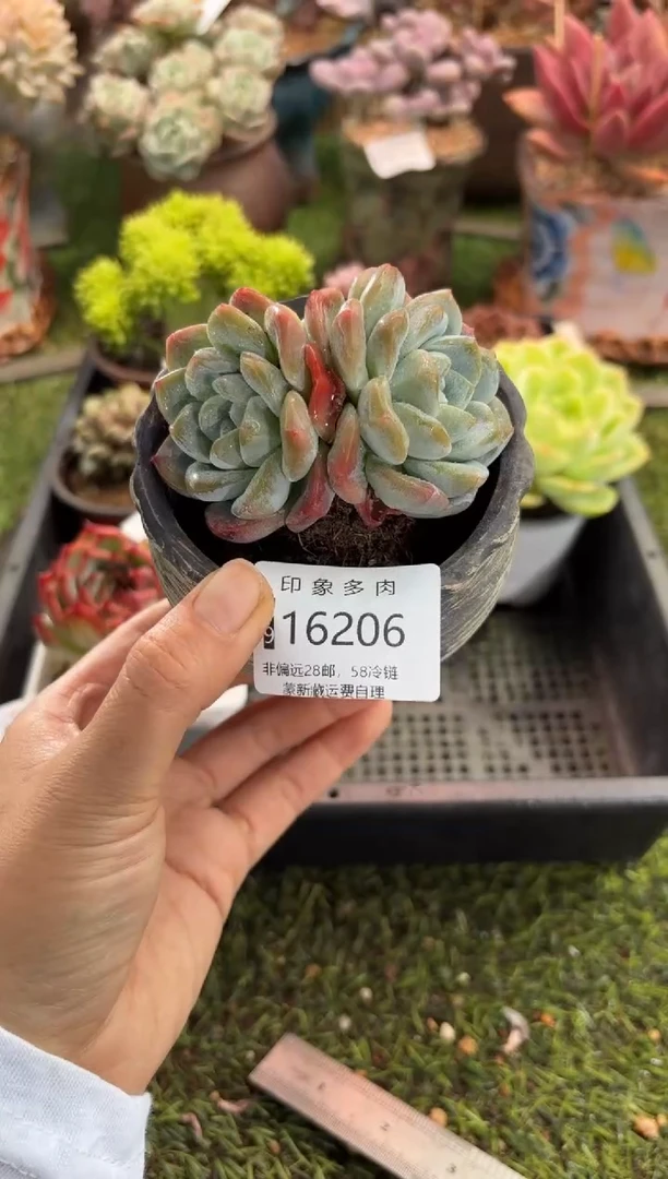 【闪购商品】16206