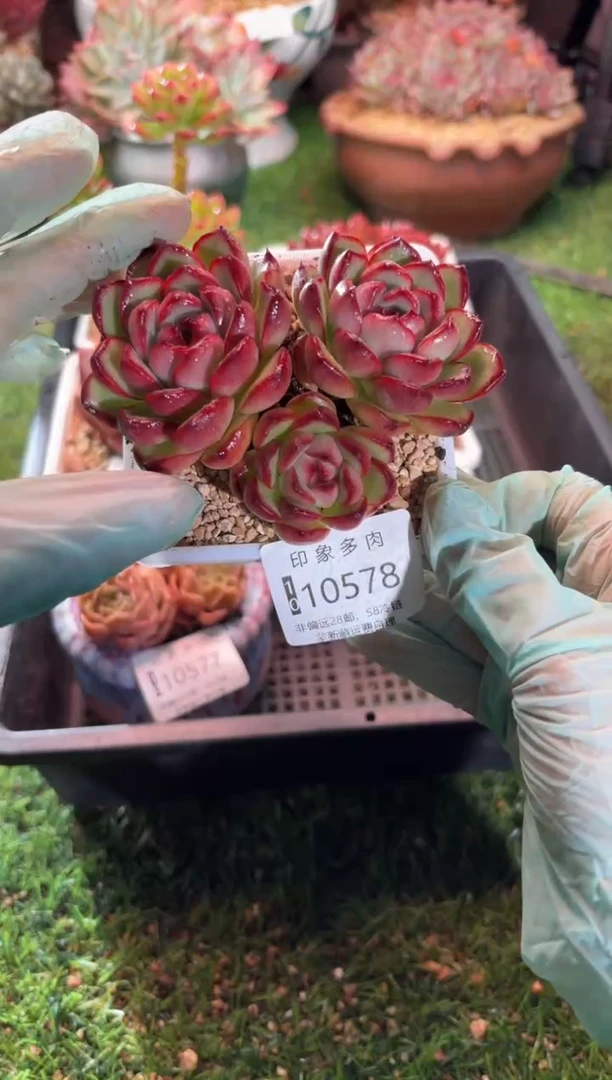 【闪购商品】10578