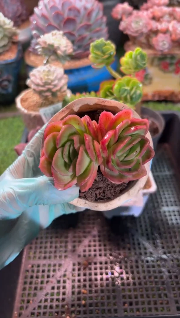 【闪购商品】17469