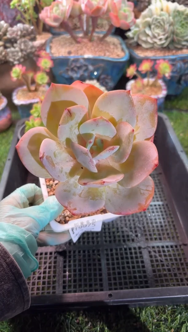 【闪购商品】19975