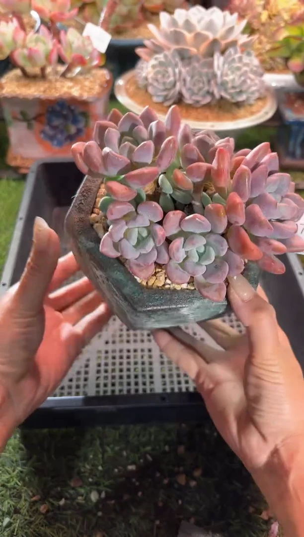 【闪购商品】10752