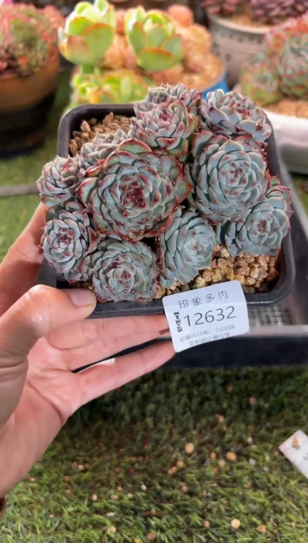 【闪购商品】12632