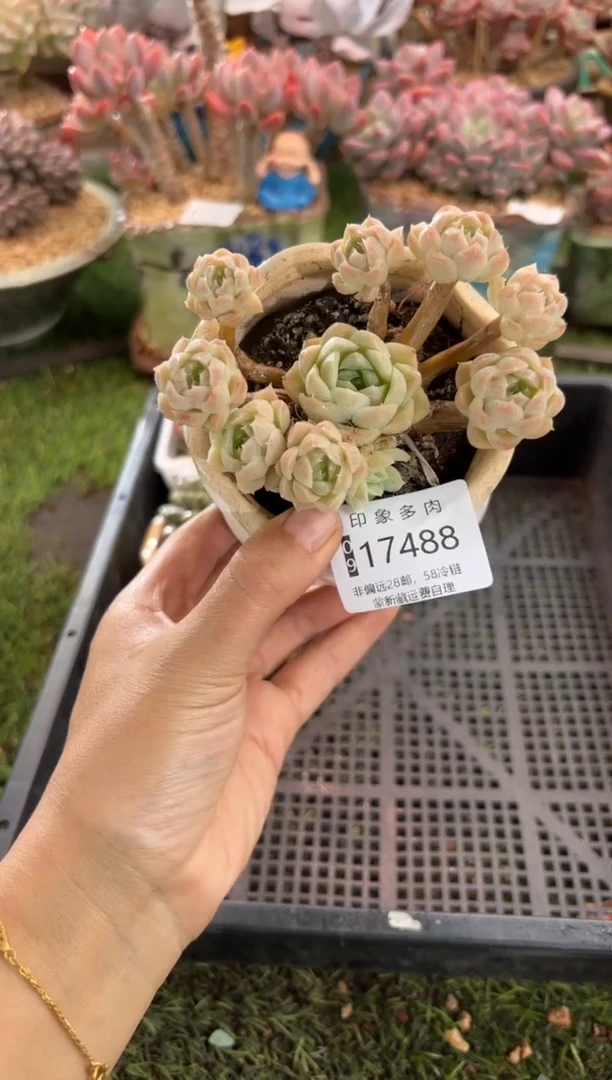 【闪购商品】17488