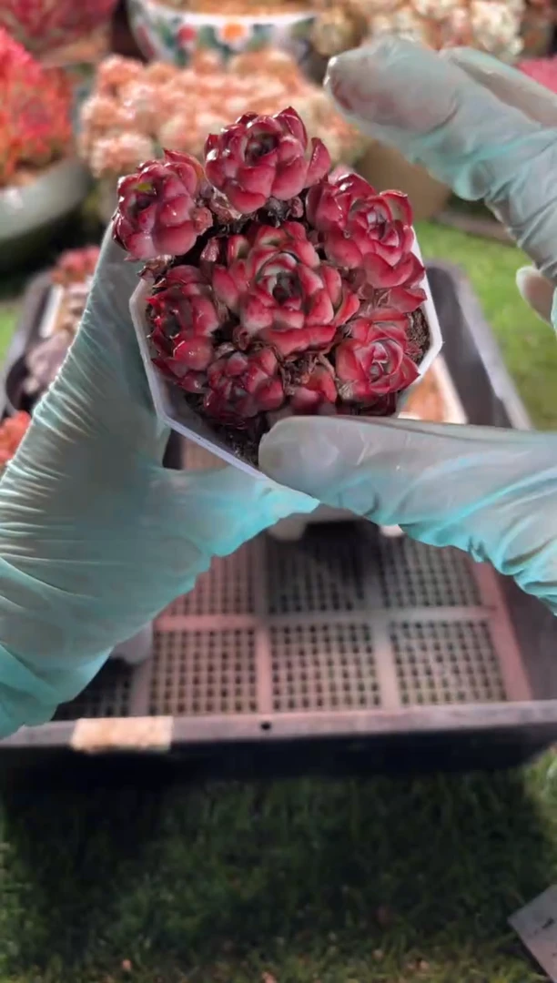 【闪购商品】10182