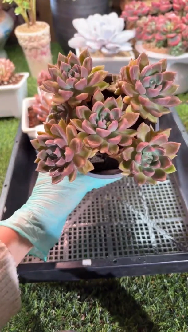 【闪购商品】18338