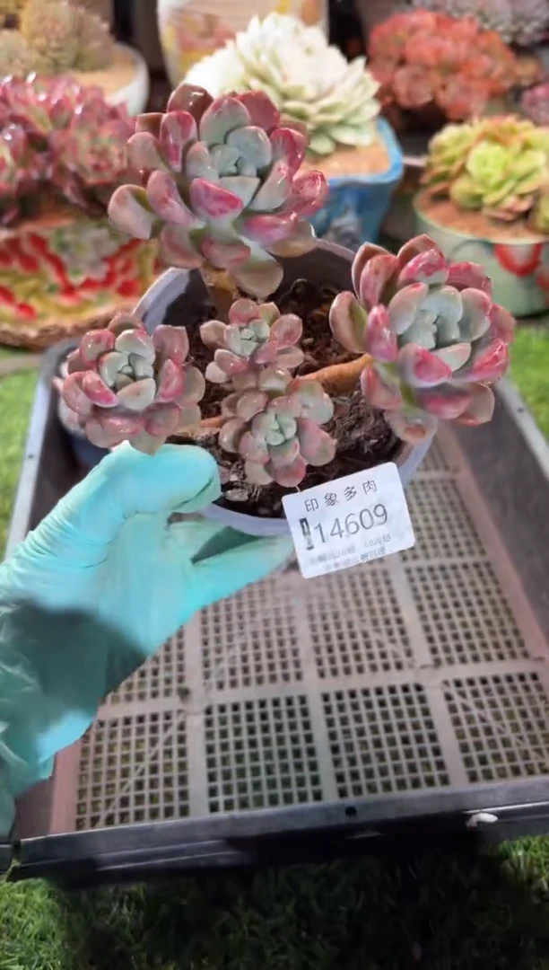 【闪购商品】14609