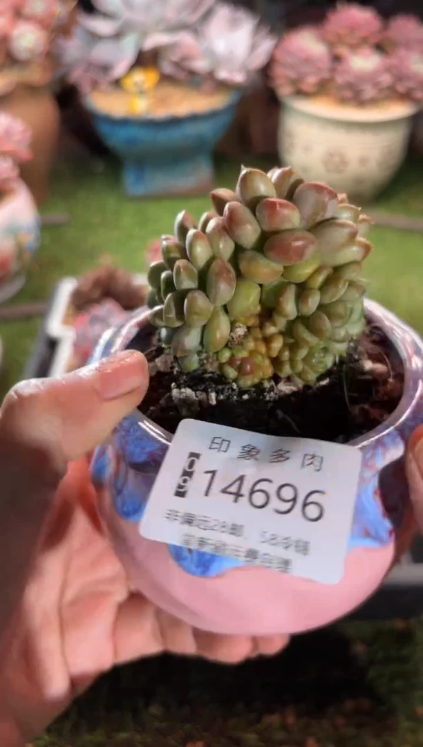 【闪购商品】14696