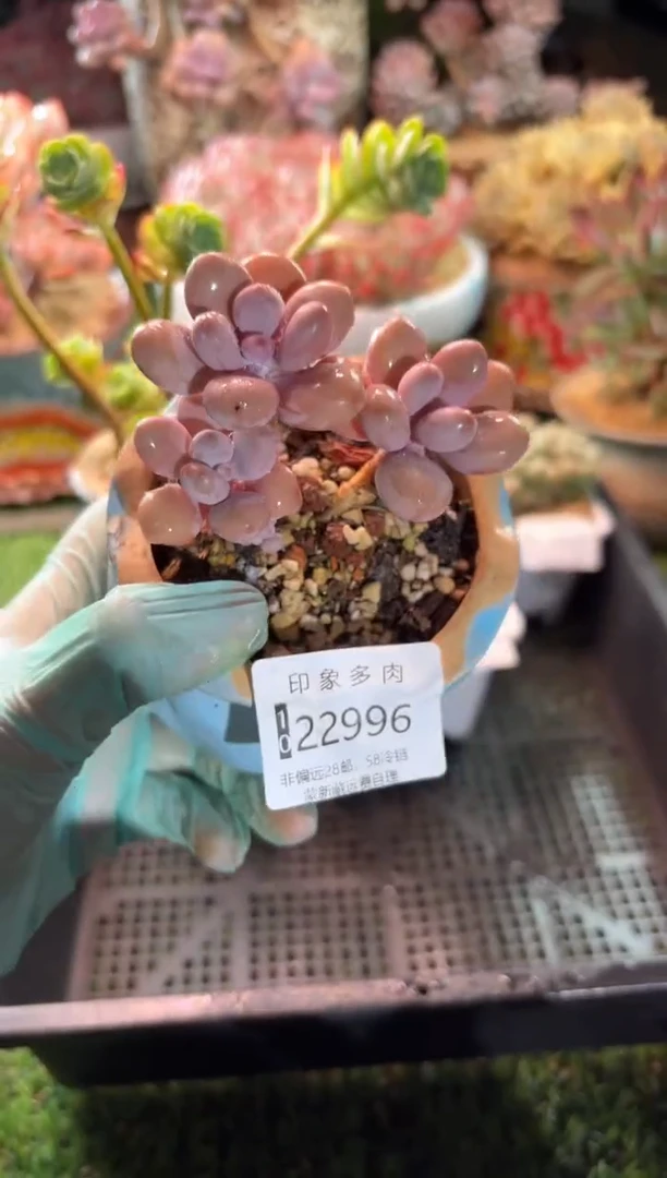 【闪购商品】22996