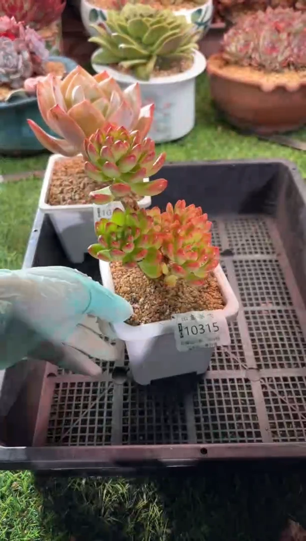 【闪购商品】10315