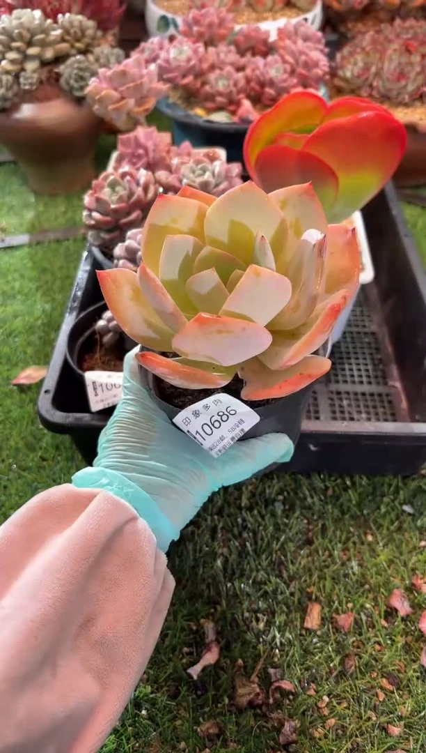 【闪购商品】10686