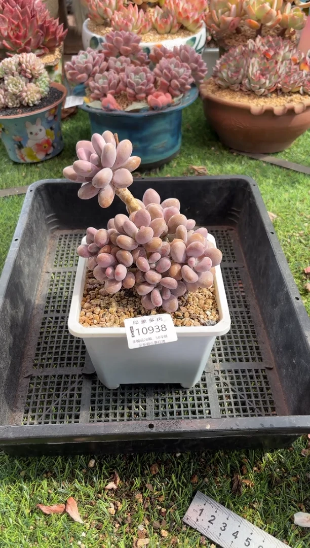 【闪购商品】10938