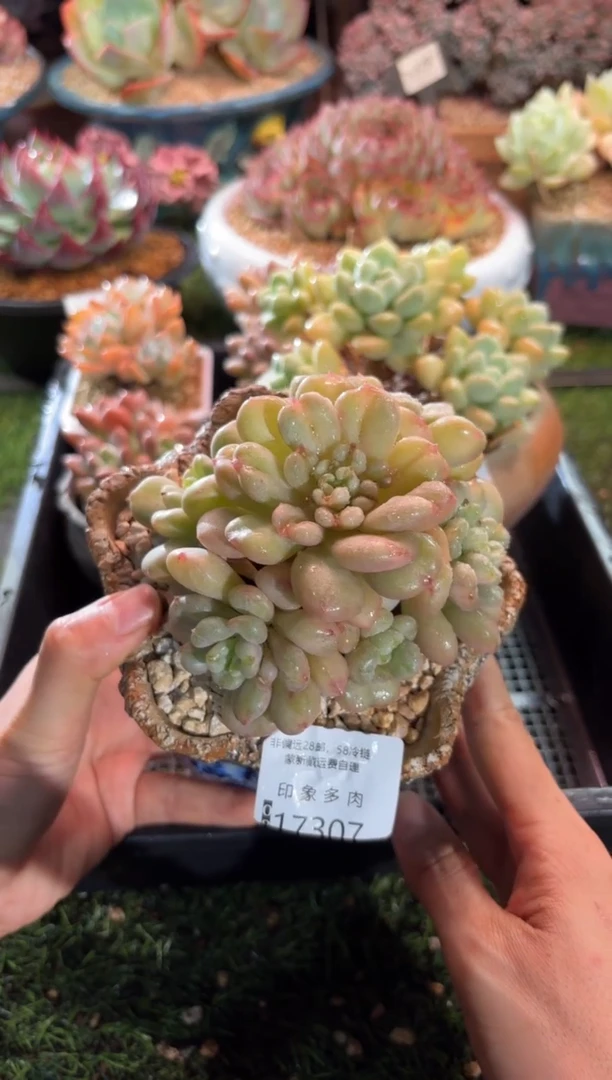 【闪购商品】17307