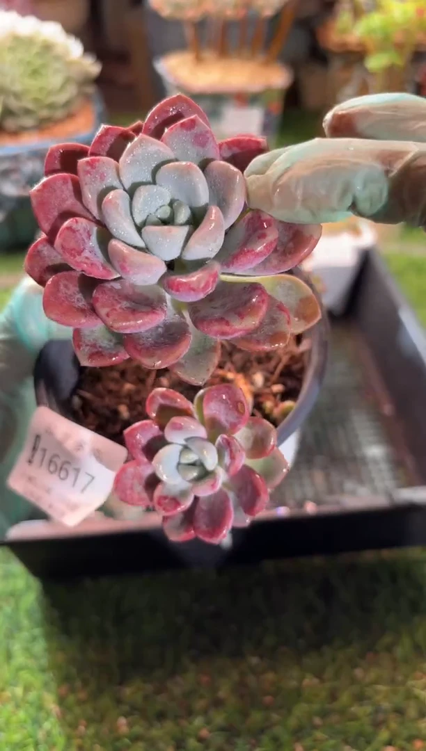 【闪购商品】16617