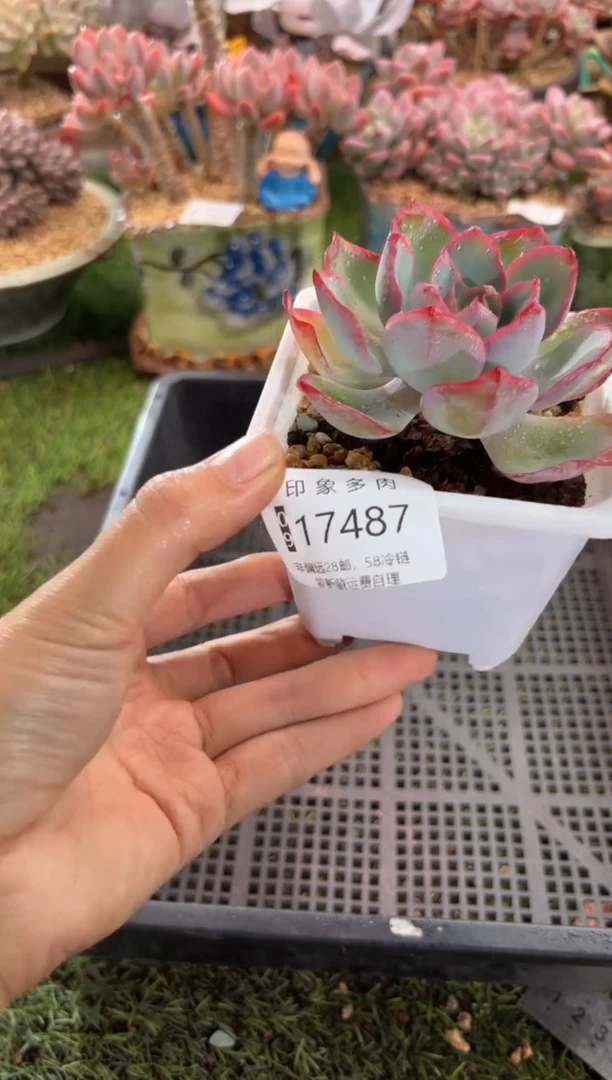 【闪购商品】17487