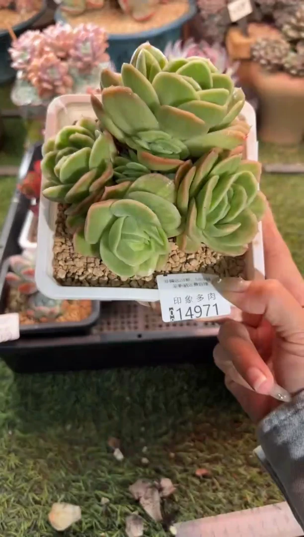 【闪购商品】14971