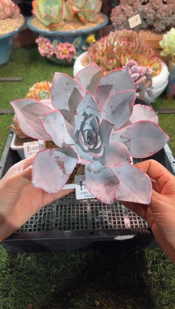 【闪购商品】16990