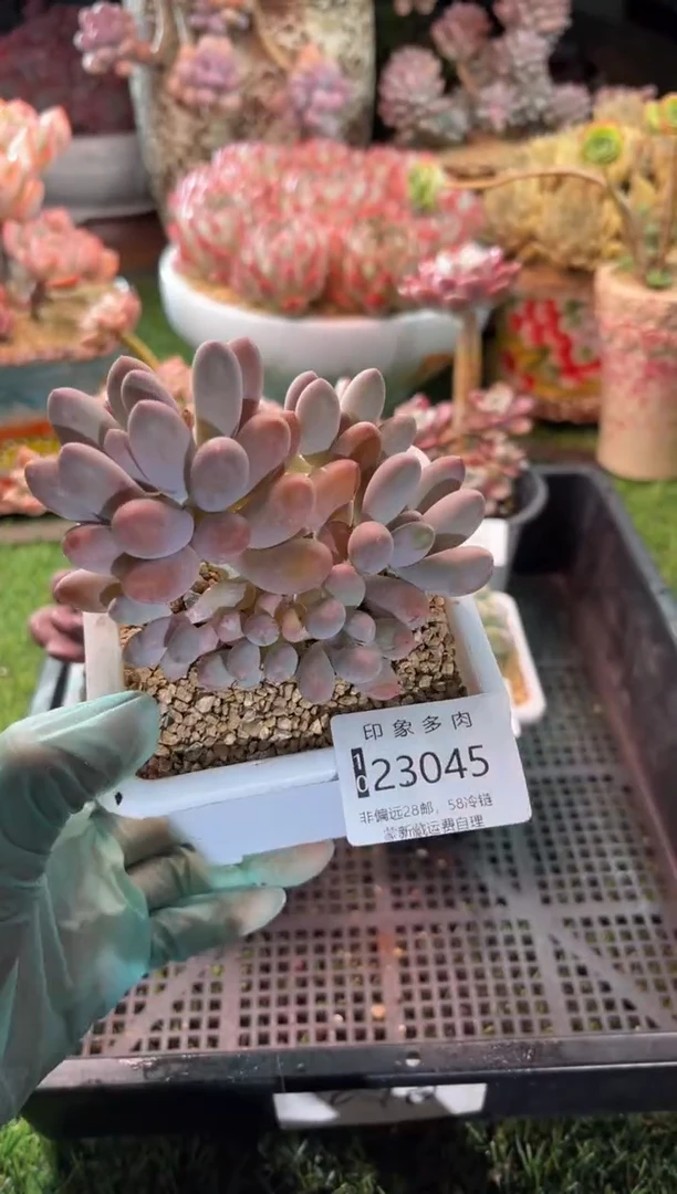 【闪购商品】23045